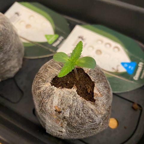 Cosmos F1 Automatic growlog timeline photo
