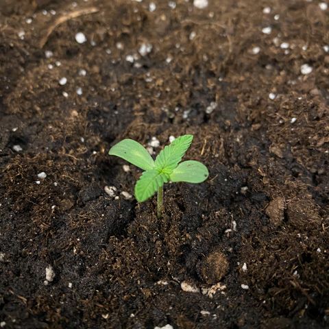 Cosmos F1 Automatic growlog timeline photo