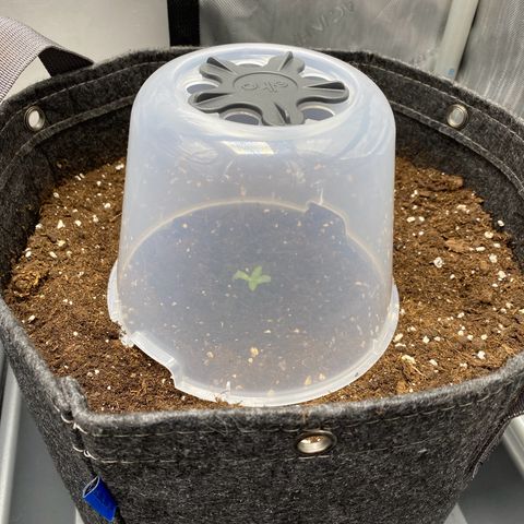 Cosmos F1 Automatic growlog timeline photo