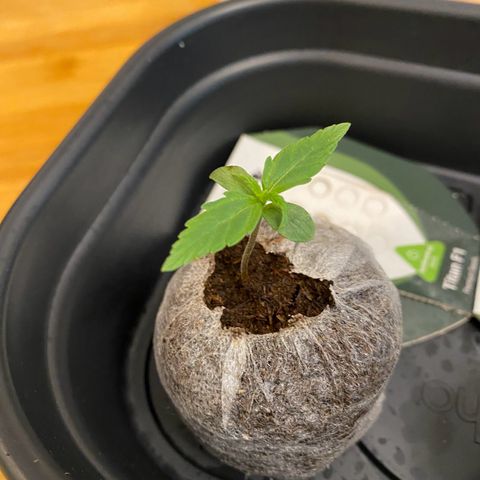 Titan F1 Automatic growlog timeline photo