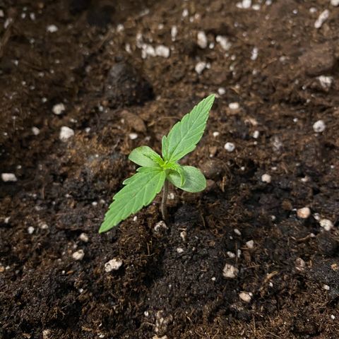 Titan F1 Automatic growlog timeline photo