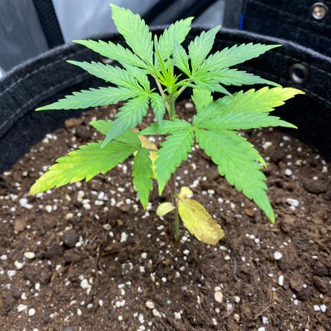 Green Gelato Automatic growlog timeline photo