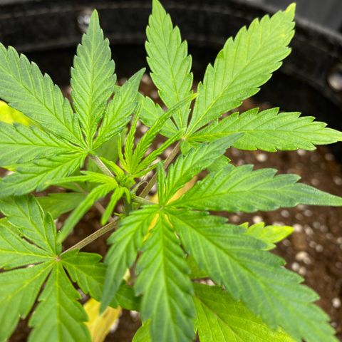 Green Gelato Automatic growlog timeline photo