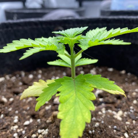 Purplematic CBD Automatic growlog timeline photo