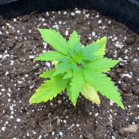 Purplematic CBD Automatic growlog timeline photo