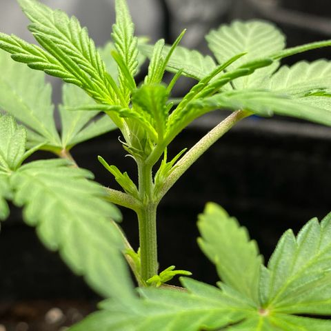 Green Gelato Automatic growlog timeline photo