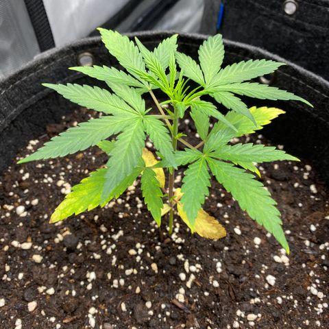 Green Gelato Automatic growlog timeline photo