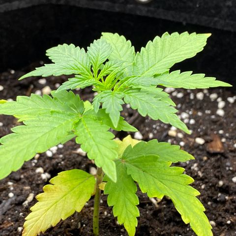 Purplematic CBD Automatic growlog timeline photo