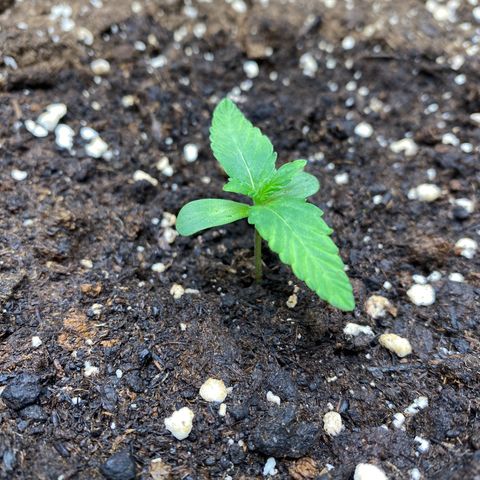 Cosmos F1 Automatic growlog timeline photo