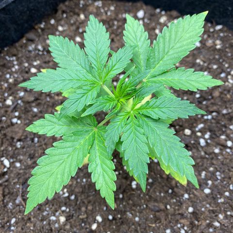 Purplematic CBD Automatic growlog timeline photo