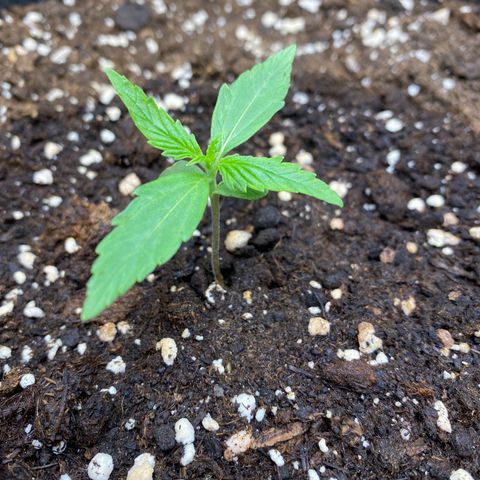 Titan F1 Automatic growlog timeline photo