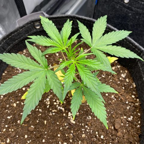 Green Gelato Automatic growlog timeline photo