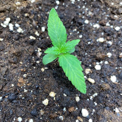 Cosmos F1 Automatic growlog timeline photo