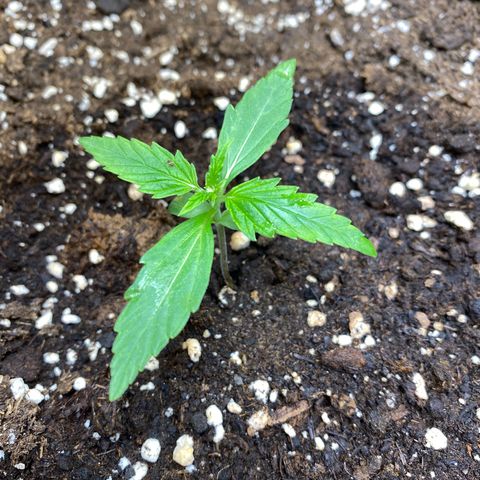 Titan F1 Automatic growlog timeline photo