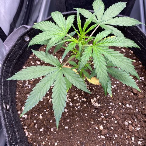 Green Gelato Automatic growlog timeline photo