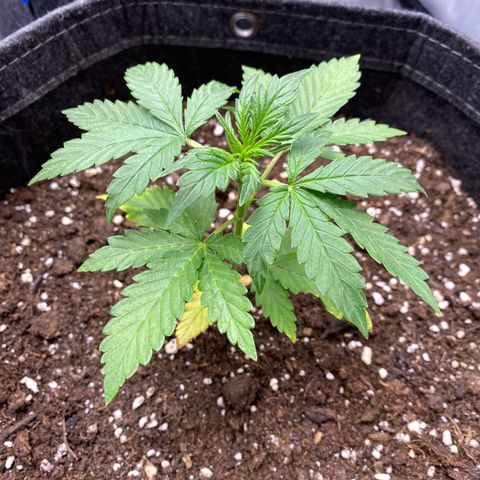 Purplematic CBD Automatic growlog timeline photo