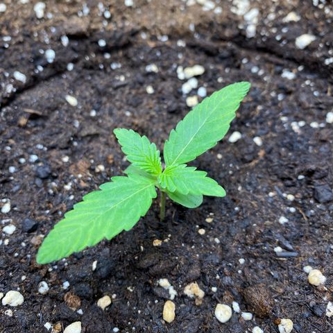 Cosmos F1 Automatic growlog timeline photo