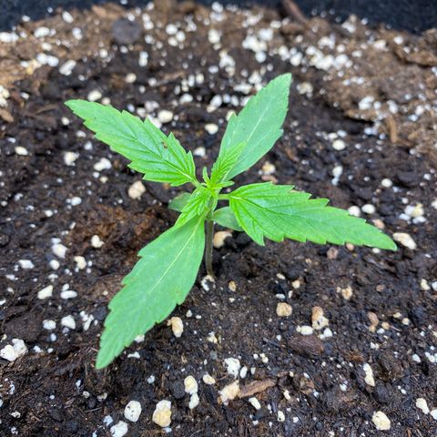 Titan F1 Automatic growlog timeline photo