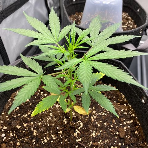 Green Gelato Automatic growlog timeline photo