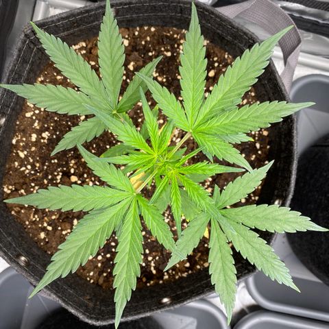 Green Gelato Automatic growlog timeline photo