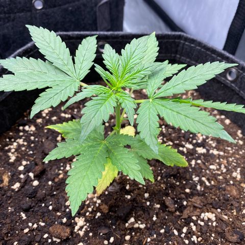 Purplematic CBD Automatic growlog timeline photo