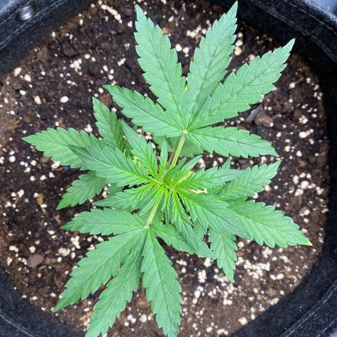 Purplematic CBD Automatic growlog timeline photo