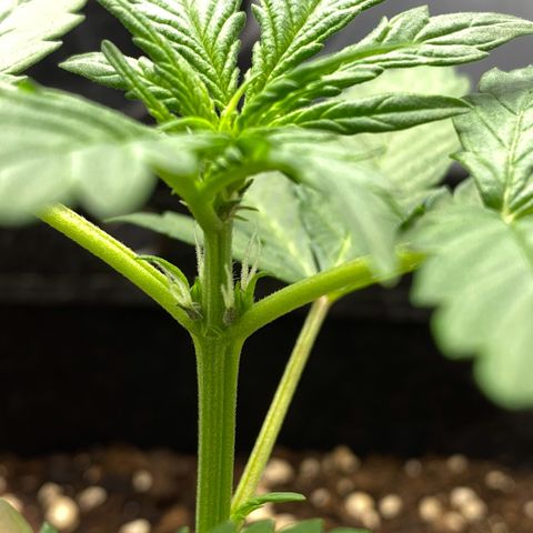 Purplematic CBD Automatic growlog timeline photo