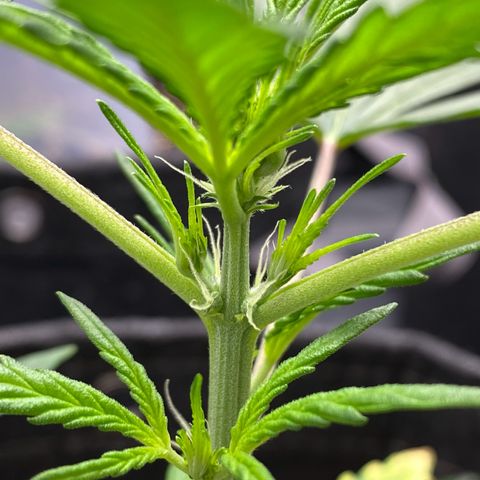 Green Gelato Automatic growlog timeline photo
