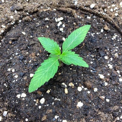 Cosmos F1 Automatic growlog timeline photo