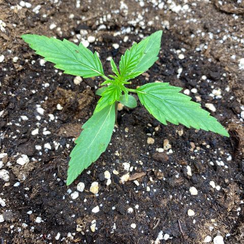 Titan F1 Automatic growlog timeline photo