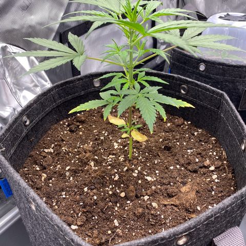Green Gelato Automatic growlog timeline photo