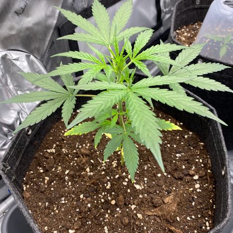 Green Gelato Automatic growlog timeline photo