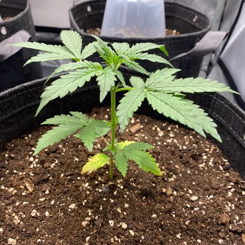Purplematic CBD Automatic growlog timeline photo