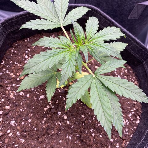Purplematic CBD Automatic growlog timeline photo