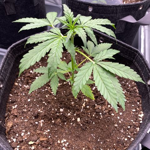 Purplematic CBD Automatic growlog timeline photo
