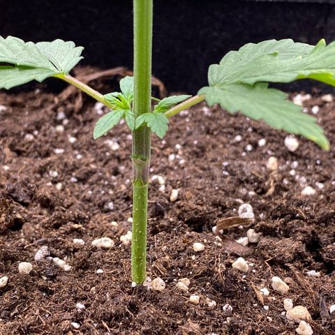 Purplematic CBD Automatic growlog timeline photo