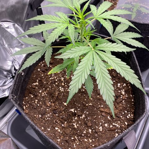 Green Gelato Automatic growlog timeline photo