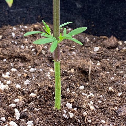 Green Gelato Automatic growlog timeline photo