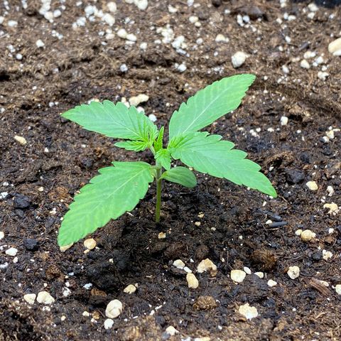 Cosmos F1 Automatic growlog timeline photo