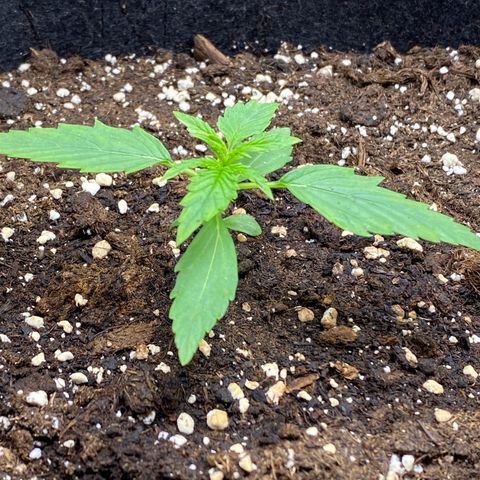 Titan F1 Automatic growlog timeline photo