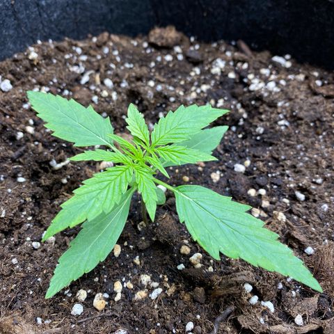 Titan F1 Automatic growlog timeline photo