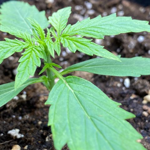 Titan F1 Automatic growlog timeline photo
