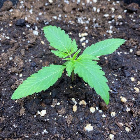 Cosmos F1 Automatic growlog timeline photo