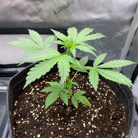 Purplematic CBD Automatic growlog timeline photo