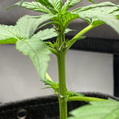 Purplematic CBD Automatic growlog timeline photo