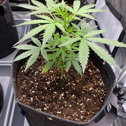 Green Gelato Automatic growlog timeline photo