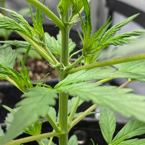 Green Gelato Automatic growlog timeline photo