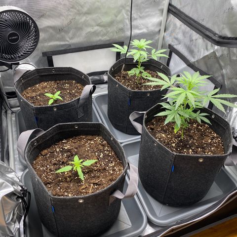 Green Gelato Automatic growlog timeline photo