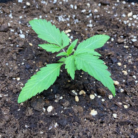 Cosmos F1 Automatic growlog timeline photo