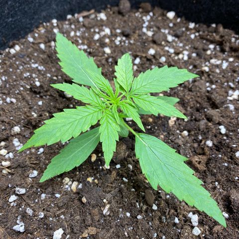 Titan F1 Automatic growlog timeline photo